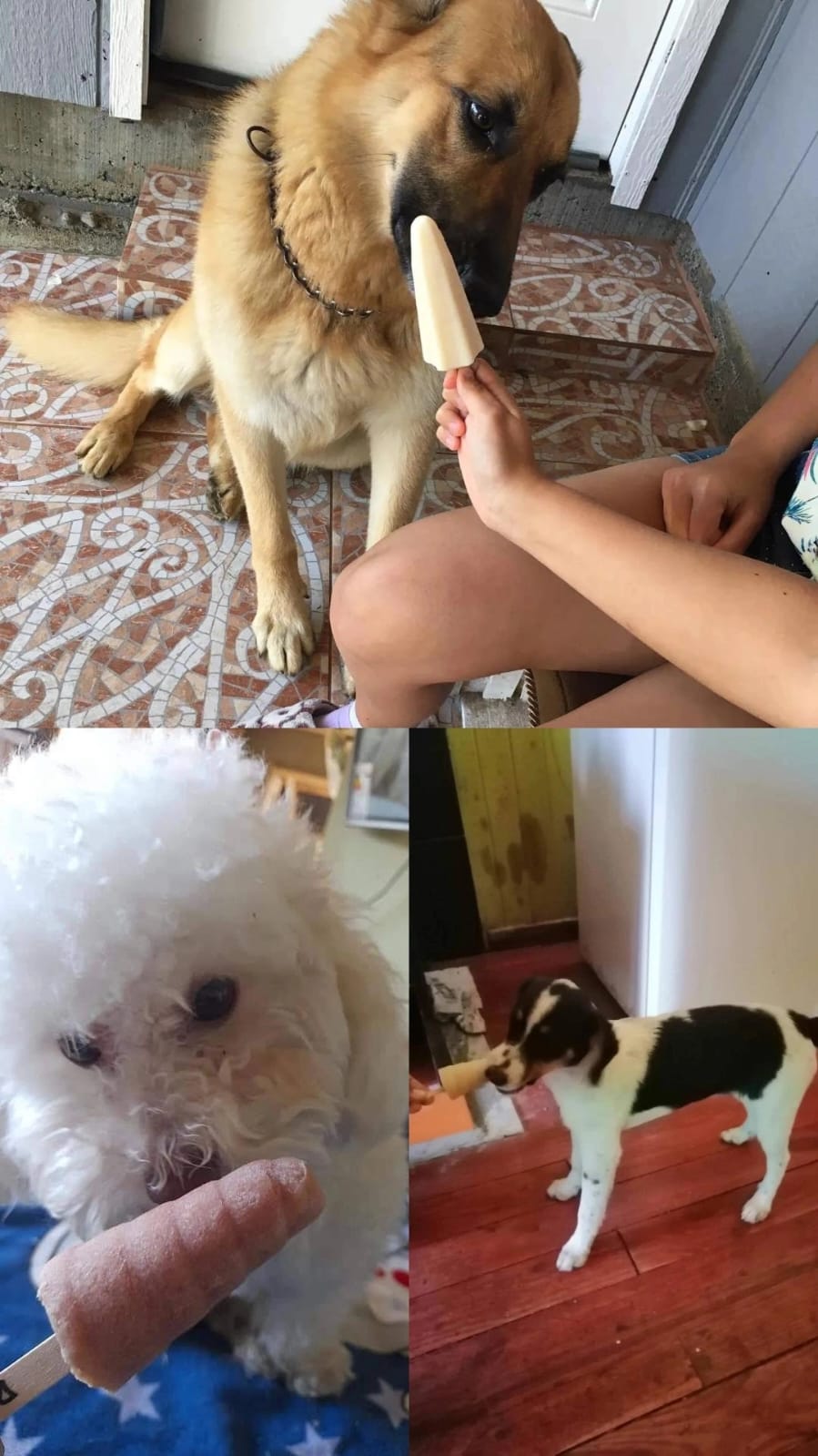 Puppy Paradise 